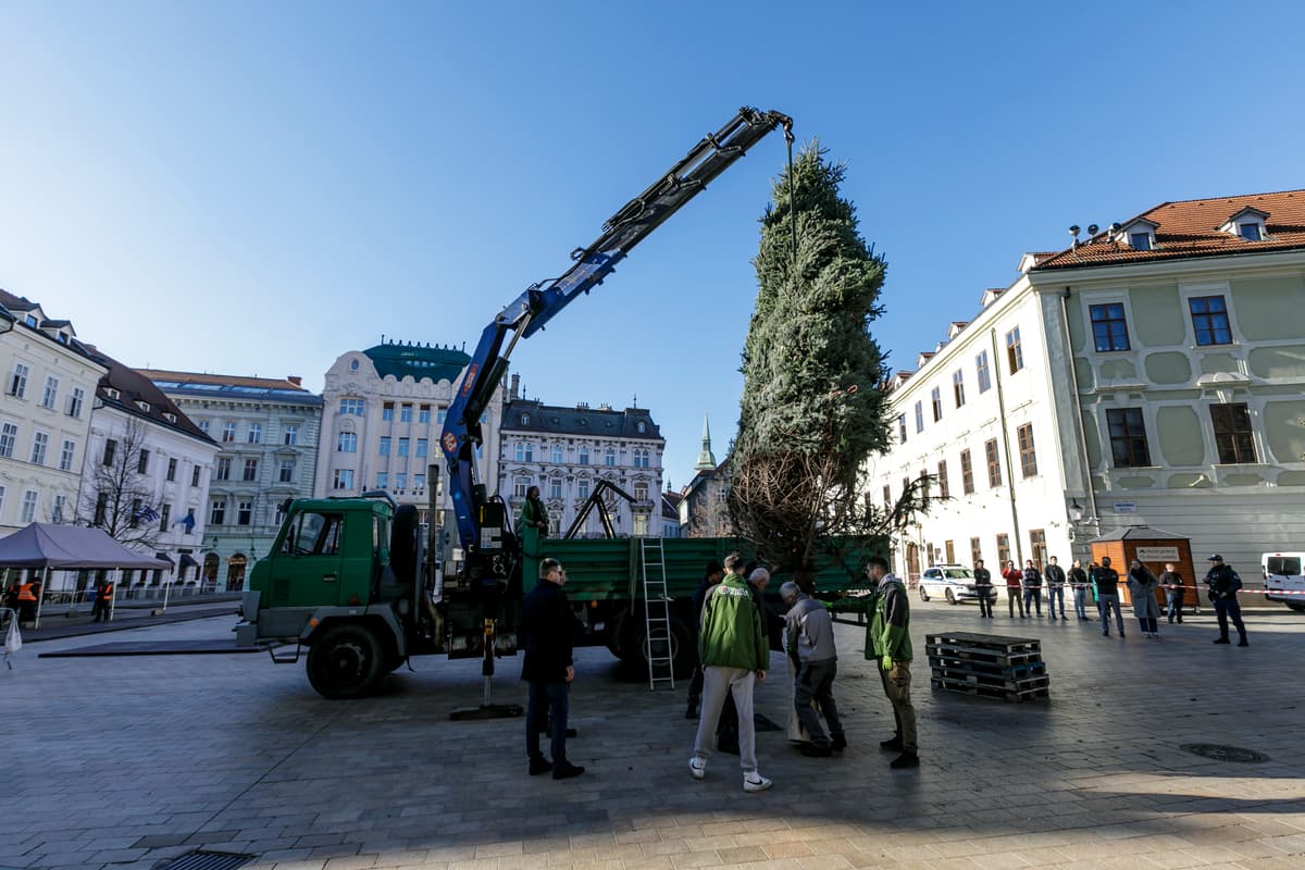Osádzanie zakúpeného vianočného stromčeku. FOTO: TASR/Dano Veselský