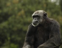 Šimpanzí alfa samec. Foto Flickr.com/ Riccardo Cuppini