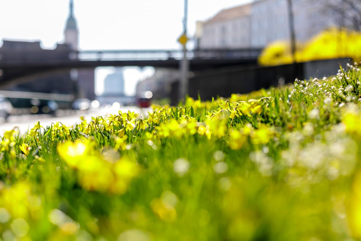 Narcisy na Staromestskej ulici. Foto:TASR/Dano Veselský