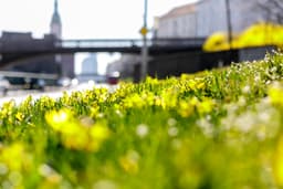 Narcisy na Staromestskej ulici. Foto:TASR/Dano Veselský